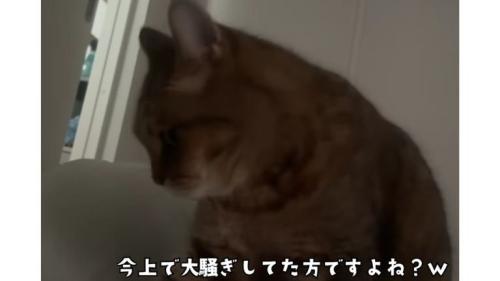 ベッドにいる猫