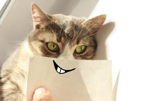 ほくそ笑む猫