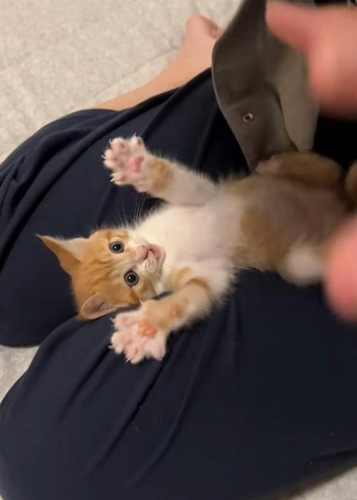 こちらを見る猫