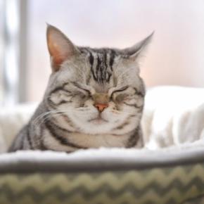 猫の『寝起きが悪い』ときに見せる仕草3選　体調を崩しているの？確認すべきポイントまで