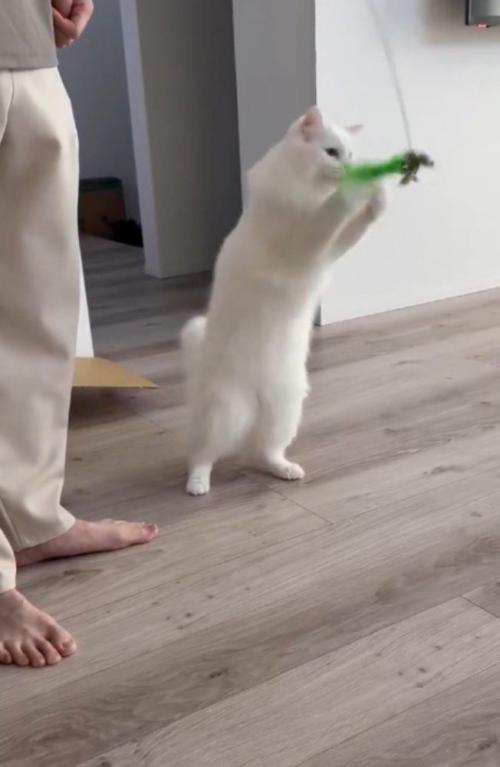 男性が持っている猫じゃらしに飛びついて遊ぶ猫
