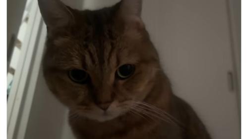 室内にいる猫