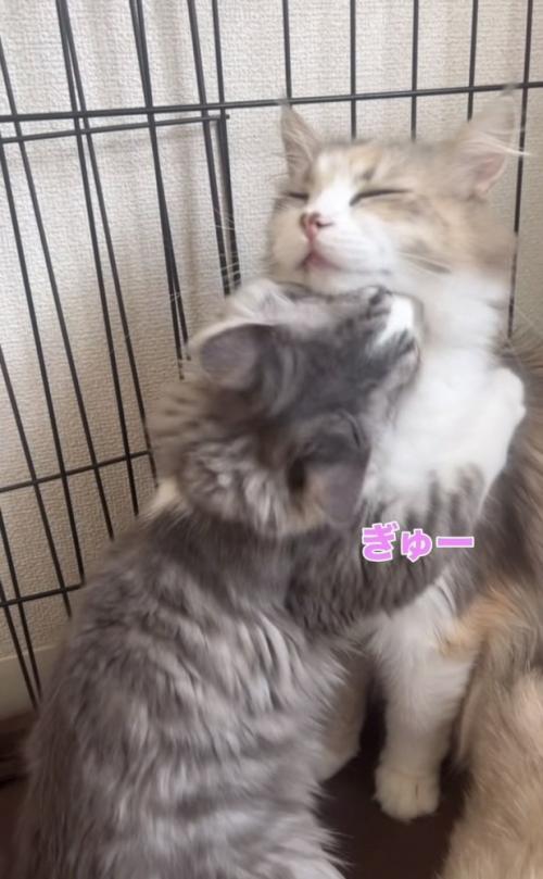 ママ猫に抱きつく子猫