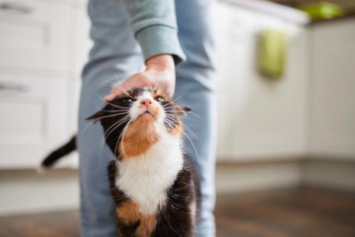 頭を撫でられている猫