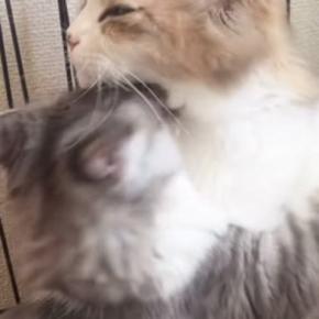 子猫がママ猫に全力で『大好きアピール』した結果→見た目に『予想外の変化』が…「いいなぁｗ」「ふたりの間には入れないなｗ」と91万再生