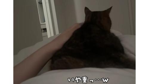 ベッドにいる猫