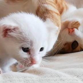 屋根裏で鳴いていた『赤ちゃん猫』を保護した結果→現在…胸が熱くなる『成長記録』が58万再生「優しさに感動した」「涙が止まらん」
