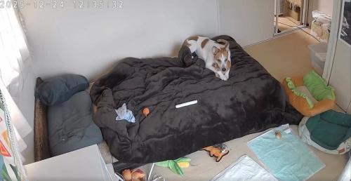 ベッドの上の犬