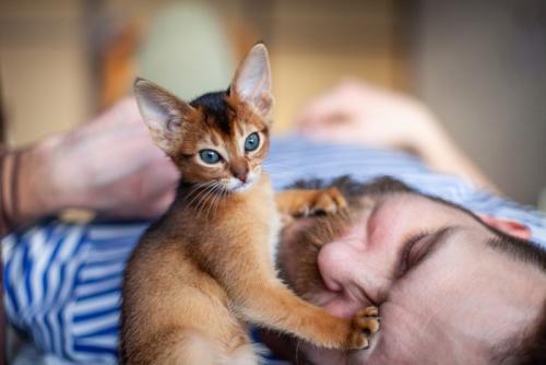 起こそうと必死に顔を叩く子猫