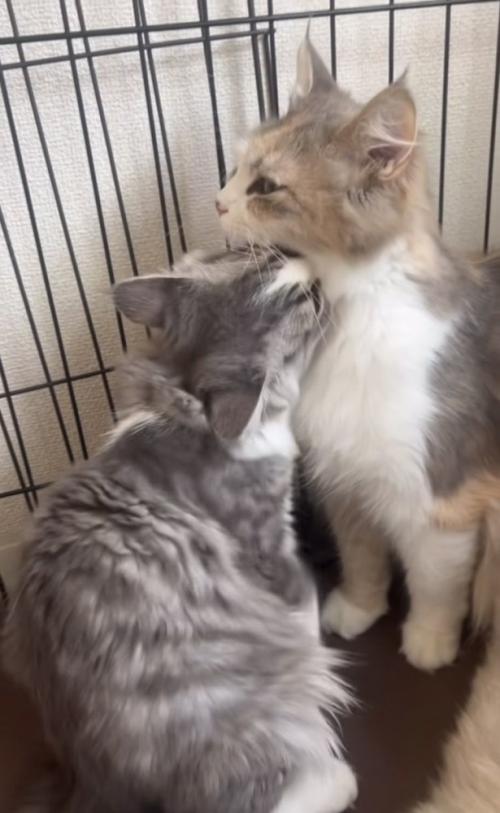 ママ猫の首をグルーミングする子猫