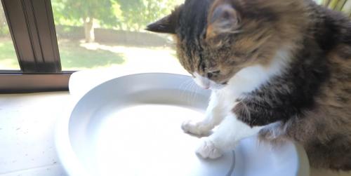 長毛猫がアルミベッドに両前脚を入れている様子