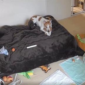 お留守番中の『犬と猫の様子』をカメラで確認した結果…尊すぎる『まさかの光景』に4万2000いいね「変な声出た」「癒しをありがとう」