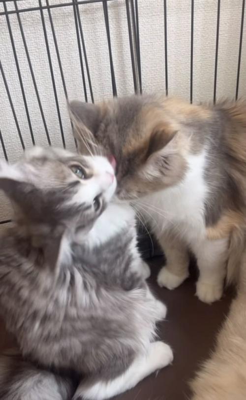 ママ猫の頭をグルーミングする子猫