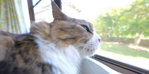 網戸越しに外を見つめる長毛猫