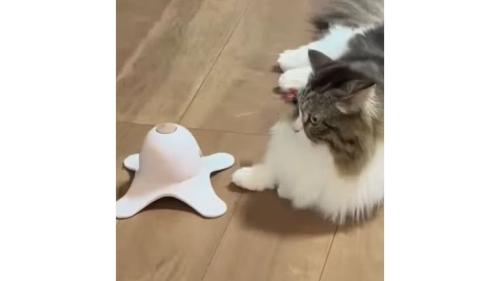 猫と電動オモチャ
