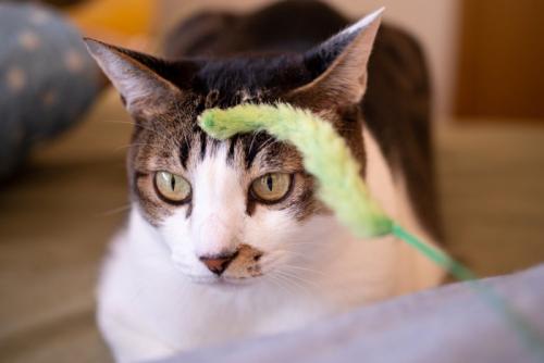 おもちゃに興味をしめさない猫