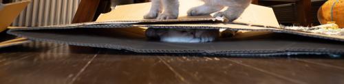 つぶれている猫