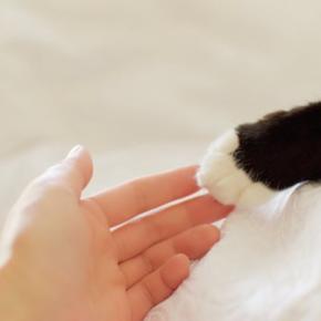 猫への『虐待』を見かけたときの対処法3つ　どんな行動を取るべき？助けるための手段とは