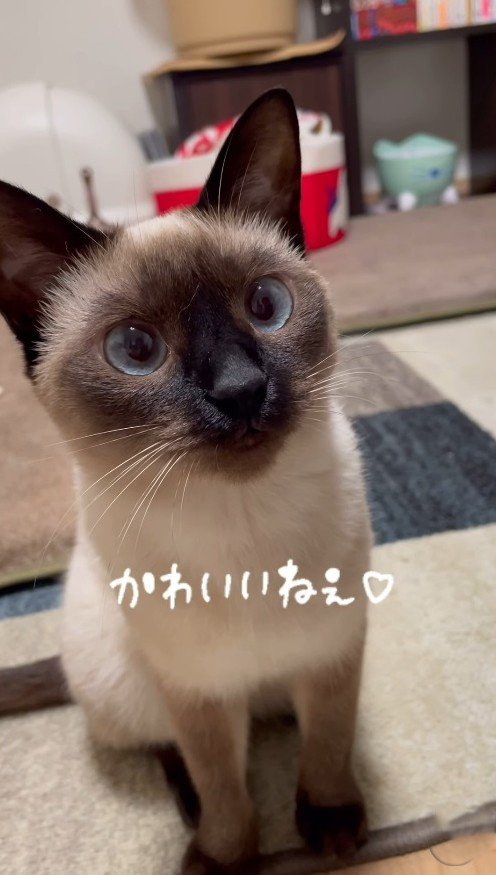 飼い主を見つめながら目をわずかに動かす猫