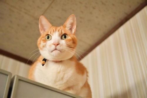 冷蔵庫にいる猫
