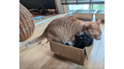 箱に入っている黒猫