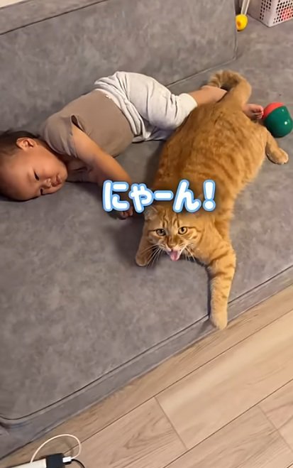 赤ちゃんと一緒に寝ている猫