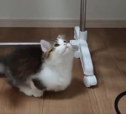 上を向く猫