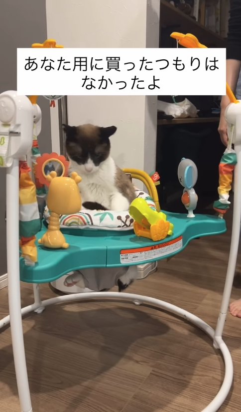 子供用のおもちゃに座っている猫