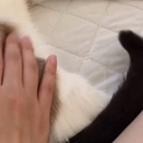 猫のお尻をトントンしていたら…まさかの『しっぽの動き』に「微調整してくるのやばいw」「止めないでねの合図かなw」と35万再生