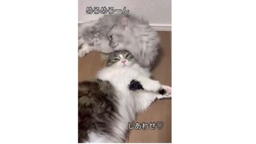 室内にいる猫たち