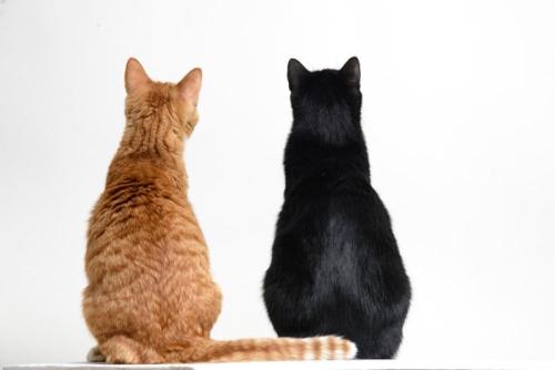 猫の背中
