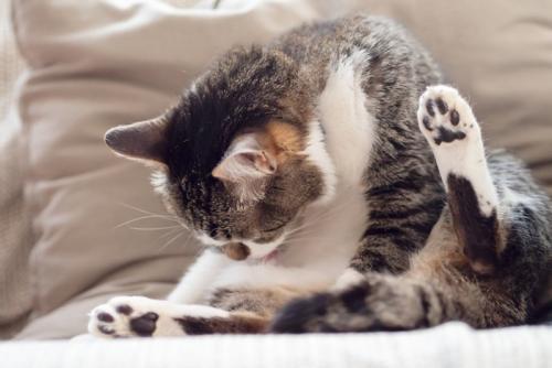 毛繕いをする猫