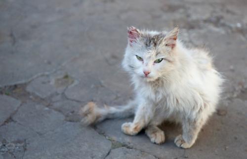 怪我をしている猫