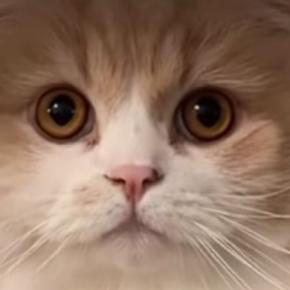 キャリーケースを置いて猫に『病院いくよ、入って』と伝えたら…驚きの行動と『まさかの展開』が54万再生「天才すぎる」「想定外だったかw」