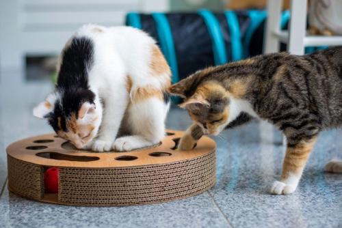 遊ぶ猫たち