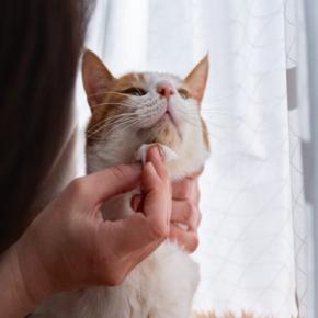 猫のアゴに『黒いニキビ』が表れる3つの原因 どう対処すればいいの?予防法まで解説