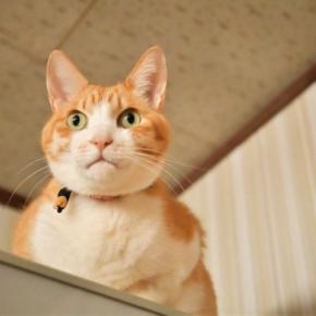 猫が『本能的にやってしまう行動』4選　隠されている意味や飼い主が気を付けたいことまで
