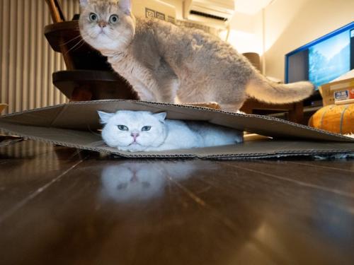 猫を踏んでいる猫