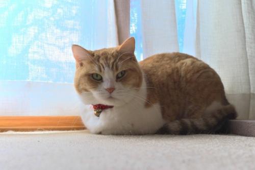 隠れている猫