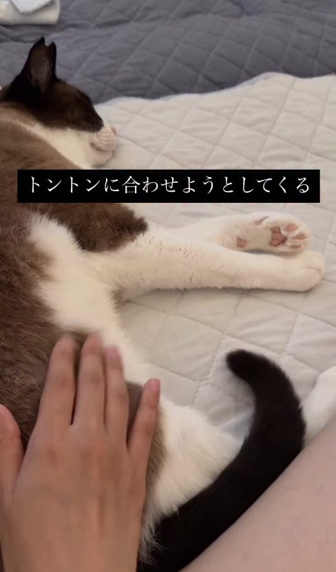 横たわっている猫とお尻を触っている飼い主の手（尻尾下がっている）
