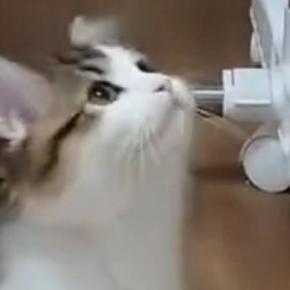 『新しいおもちゃ』を見つけた猫→夢中になって遊び始めて…可愛すぎる様子に2万いいね「ずっと見ていられる」「パンチの特訓かな」
