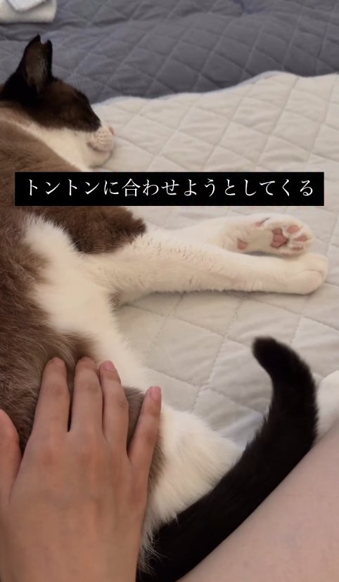 横たわっている猫とお尻を触っている飼い主の手（尻尾上がっている）