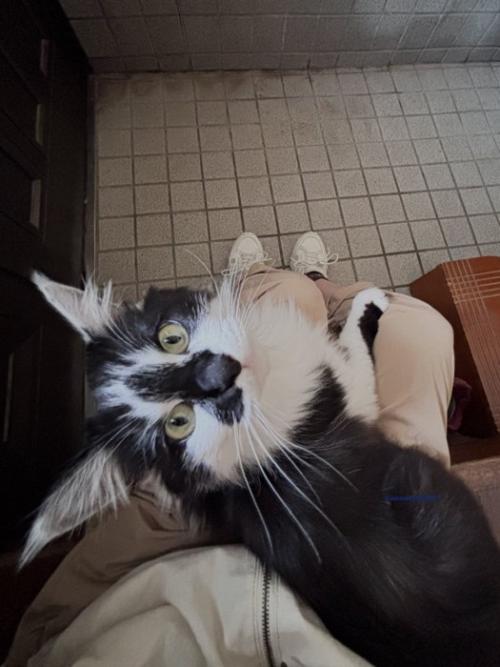 飼い主の膝の上に座り込んで振り返る猫