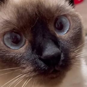 飼い主が『かわいいねぇ』と声をかけ続けたら…おしゃべりな甘えん坊猫の反応に「うわーたまらん」「あざかわキャット」と91万再生