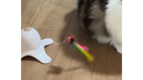 猫と電動オモチャ