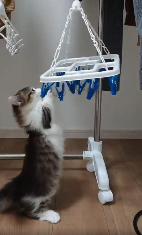 パンチする猫