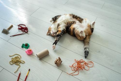 ヘソ天する猫
