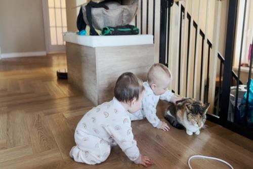 双子の赤ん坊に追い詰められる猫