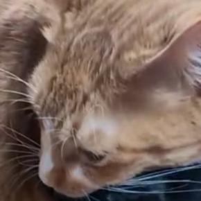 段ボール箱の中にいた黒猫→弟猫が乗っかってきた結果…微笑ましい光景に1万いいね「なんて可愛いのｗ」「黒猫の顔に笑ったｗ」