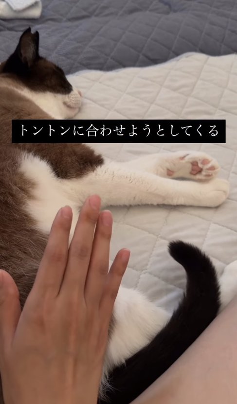 横たわっている猫とお尻の近くて手をあげている飼い主（尻尾を鋭角気味に曲げて上げている）